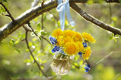 Открытки с желтыми одуванчиками скачать бесплатно. Открытки с желтыми одуванч...