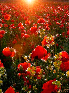 Открытки с маковым полем скачать бесплатно. Открытки с маковым полем онлайн.