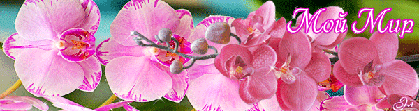 Открытки с розовыми орхидеями скачать бесплатно. Открытки с розовыми орхидеям...