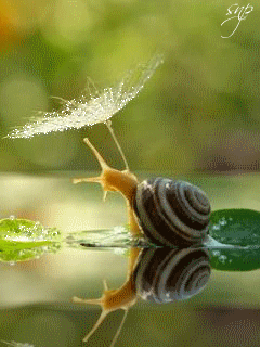 Открытки с улитками скачать бесплатно. Открытки с улитками онлайн.