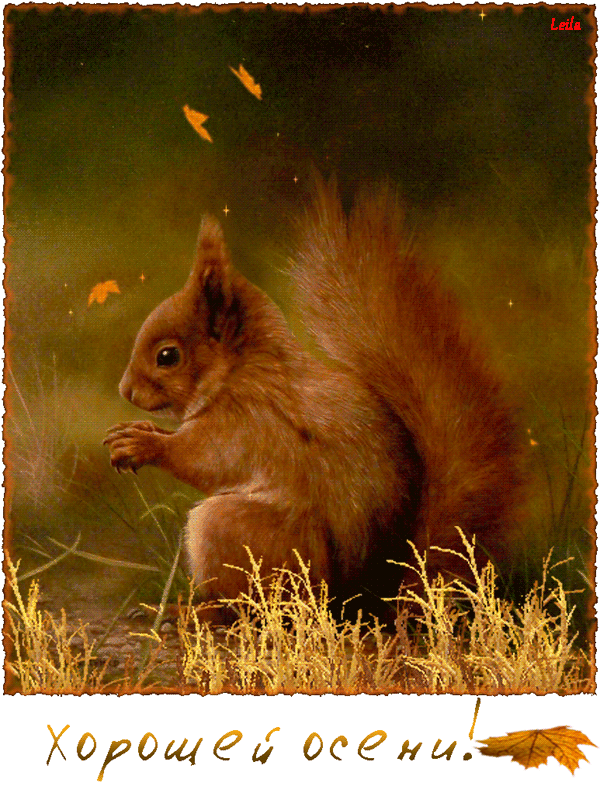  Открытки с белочками gif. Скачать бесплатно открытки с белками.