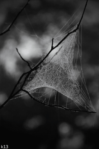 Открытки с паутиной с анимациями. Открытки с паутиной скачать.