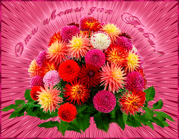 Открытки с георгинами скачать бесплатно. Открытки с георгинами онлайн.