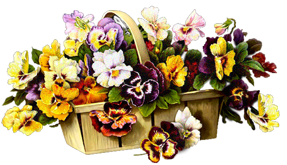 Открытки с разноцветными анютиными глазками скачать бесплатно.