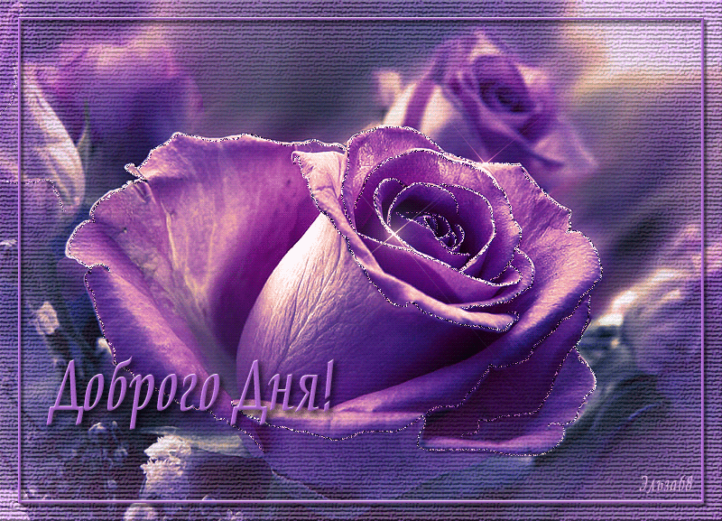 Открытки с фиолетовыми розами скачать бесплатно. Открытки с фиолетовыми розами онлайн.