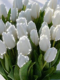 Открытки с белыми тюльпанами gif. Открытки с белыми тюльпанами скачать.