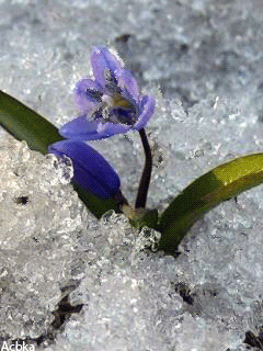 Открытки с пролесками скачать бесплатно. Открытки с пролесками онлайн.