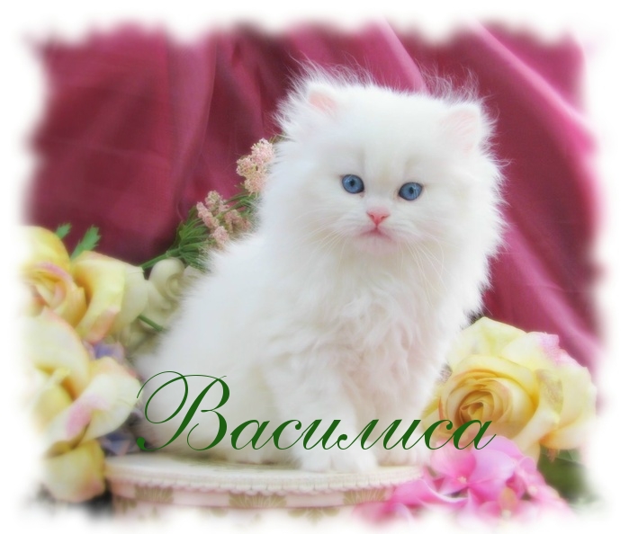 Открытки с именем Василиса скачать бесплатно. с днём рождения Василиса открытки.