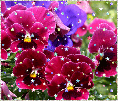 Открытки с разноцветными анютиными глазками скачать бесплатно.