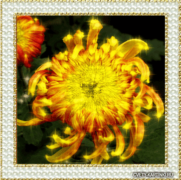 Открытки с хризантемами скачать бесплатно. Открытки с хризантемами онлайн.