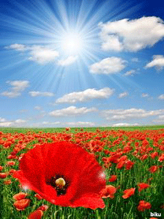 Открытки с маковым полем скачать бесплатно. Открытки с маковым полем онлайн.