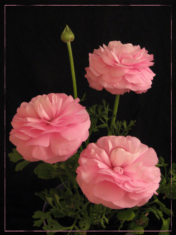 Открытки с пионами в саду скачать бесплатно. Открытки с пионами в саду онлайн.