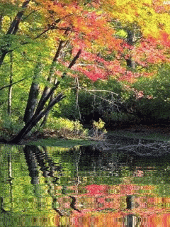 Открытки с осенним лесом скачать. Открытки с осенним лесом бесплатно.