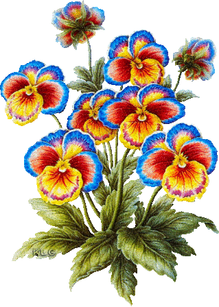 Открытки с разноцветными анютиными глазками скачать бесплатно.