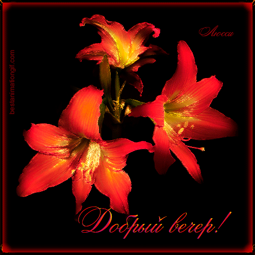 Открытки с оранжевыми лилиями скачать бесплатно. Открытки с оранжевыми лилиям...