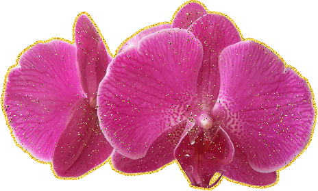 Открытки с розовыми орхидеями скачать бесплатно. Открытки с розовыми орхидеям...