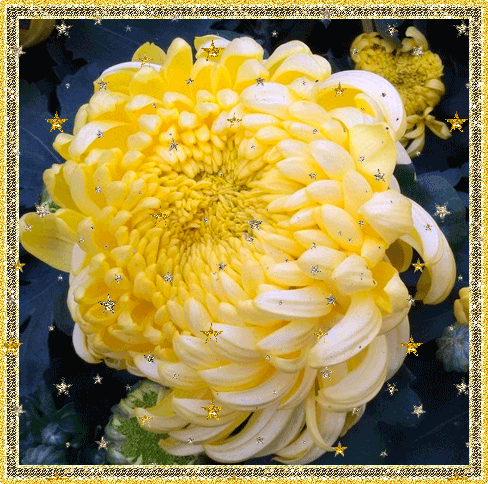 Открытки с астрами скачать бесплатно. Открытки с астрами онлайн.