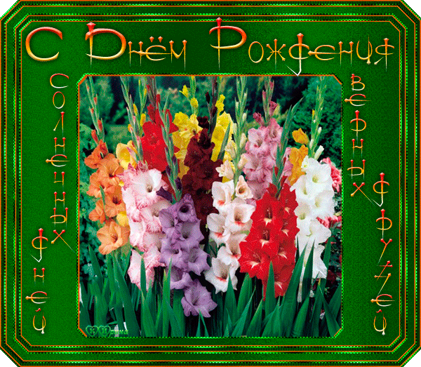 Открытки с гладиолусами скачать бесплатно. Открытки с гладиолусами анимационные.