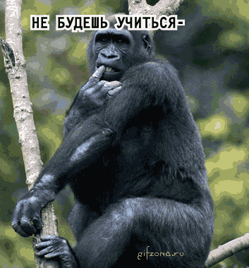 Открытки с обезьянами gif. Открытки с обезьянами скачать бесплатно.