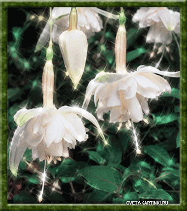 Анимационные открытки с фуксией. Открытки с фуксией скачать бесплатно.