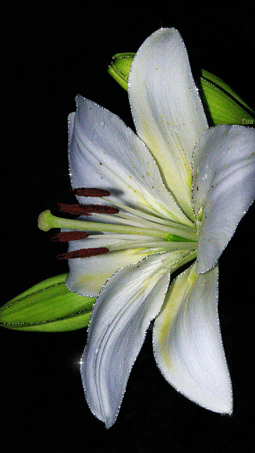Открытки с белой лилией скачать бесплатно. Открытки с белой лилией gif.