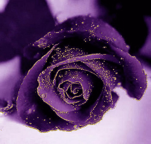 Открытки с фиолетовыми розами скачать бесплатно. Открытки с фиолетовыми розами онлайн.