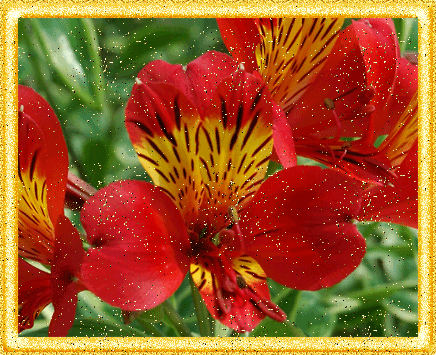 Открытки с альстромериями анимационные. Открытки с альстромериями скачать.