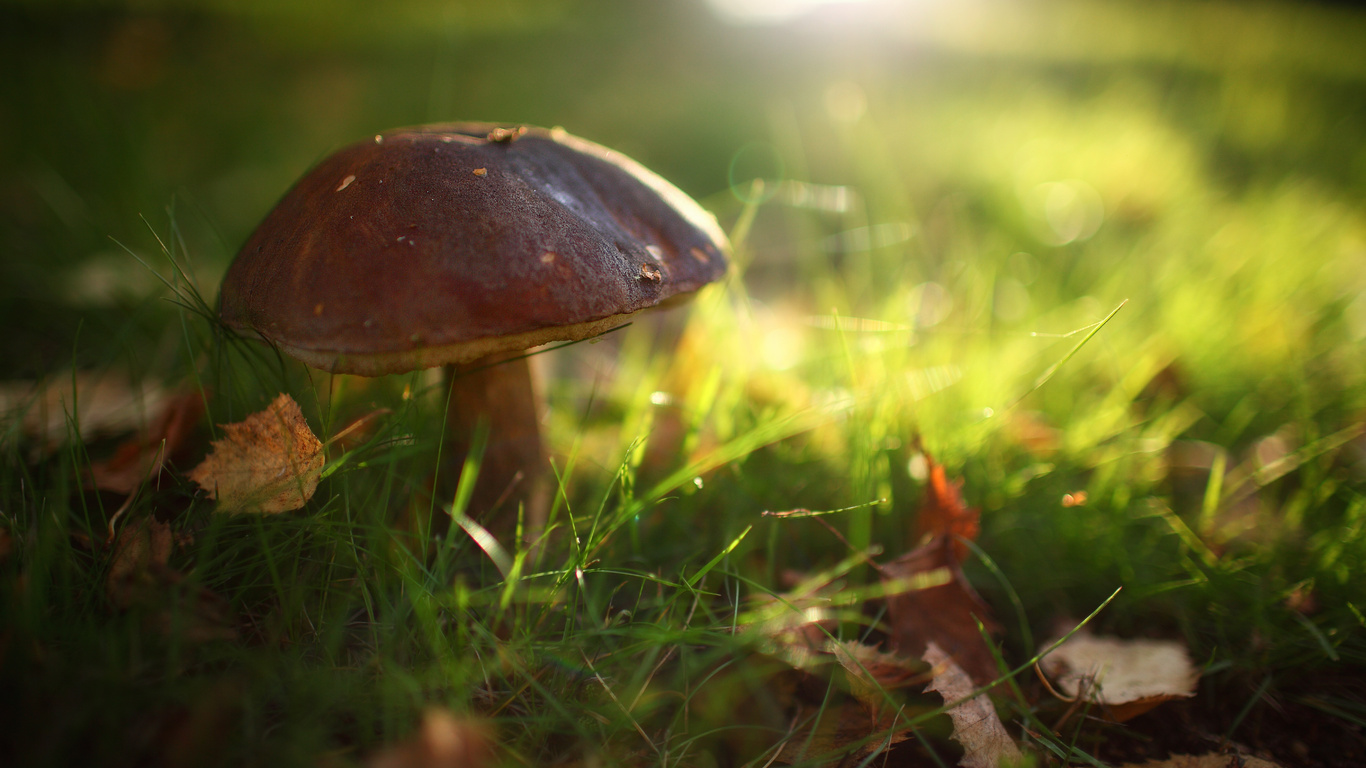 Открытки с лесными грибами скачать бесплатно. Открытки с грибами онлайн.