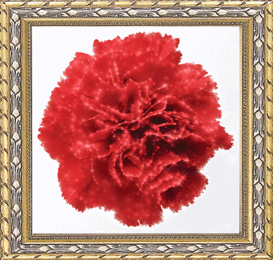 Открытки с гвоздиками скачать. Открытки с гвоздиками онлайн.