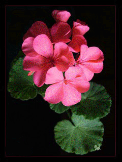 Открытки с геранью скачать бесплатно. Открытки с геранью онлайн.