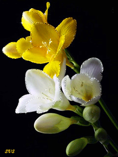 Открытки с фрезиями gif. Открытки с фрезиями скачать бесплатно.