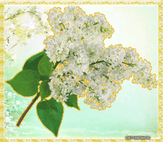 Открытки с белой сиренью анимационные. Открытки с белой сиренью gif.