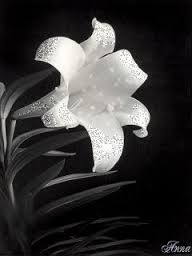 Открытки с белой лилией скачать бесплатно. Открытки с белой лилией gif.