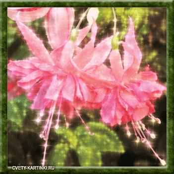 Анимационные открытки с фуксией. Открытки с фуксией скачать бесплатно.