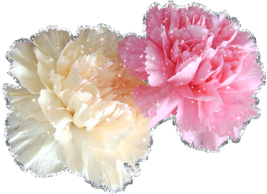 Открытки с гвоздиками скачать. Открытки с гвоздиками онлайн.