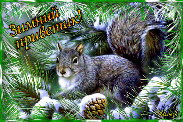  Открытки с белочками gif. Скачать бесплатно открытки с белками.