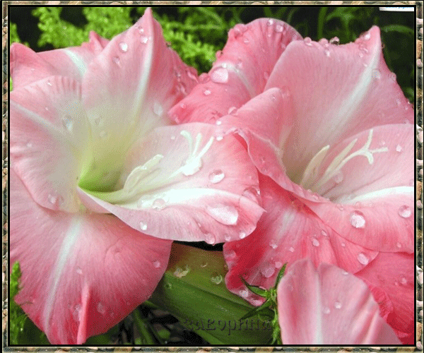 Открытки с гладиолусами скачать бесплатно. Открытки с гладиолусами анимационные.