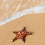 Открытки с морскими звездами анимационные. Открытки с морскими звездами gif.