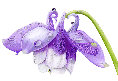 Анимационные открытки с фуксией. Открытки с фуксией скачать бесплатно.