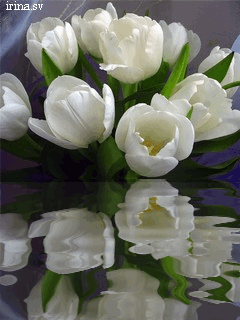 Открытки с белыми тюльпанами gif. Открытки с белыми тюльпанами скачать.
