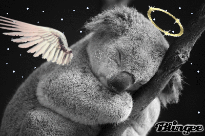 Открытки с коалой скачать бесплатно. Открытки с коалой gif.