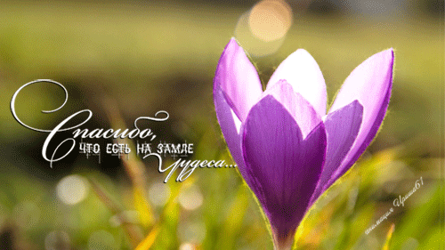 Открытки с крокусами скачать бесплатно. Открытки с крокусами онлайн.