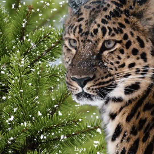 Открытки с леопардом скачать. Открытки с леопардом бесплатно.