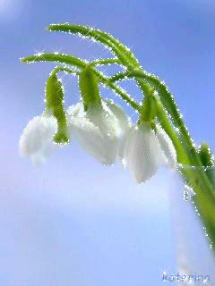 Открытки с подснежниками скачать бесплатно. Открытки с подснежниками gif.