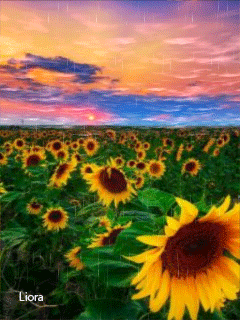 Открытки с подсолнухами в поле скачать бесплатно. Открытки с подсолнухами в п...