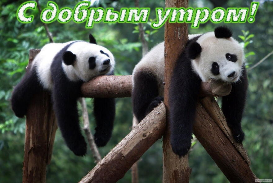 Открытки с пандой скачать бесплатно. Открытки с пандой gif.