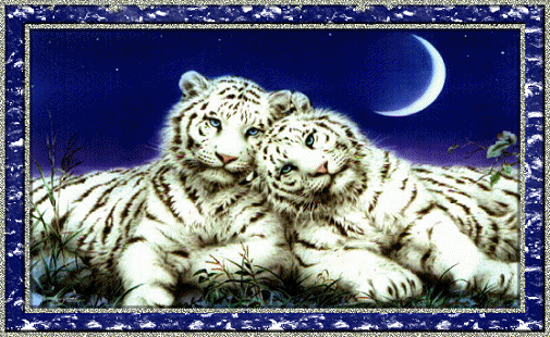 Открытки с белым тигром скачать. Открытки с белым тигром бесплатно.