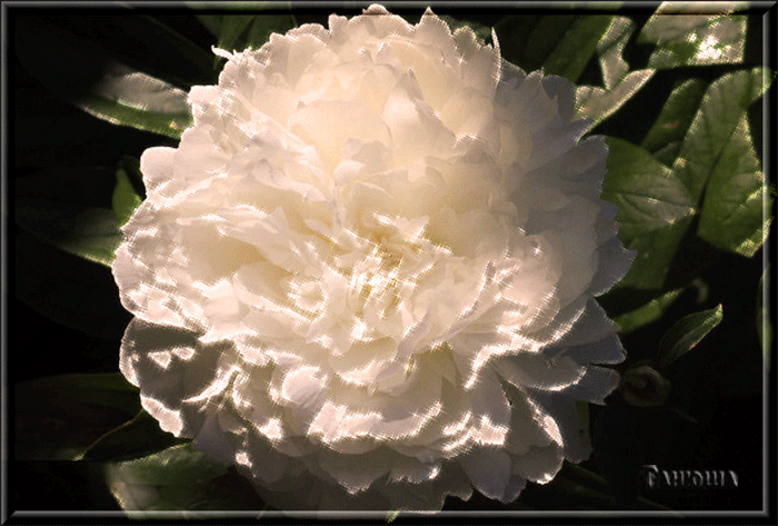 Открытки с белыми пионами скачать. Открытки с белыми пионами анимационные.