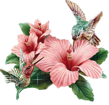 Открытки с колибри скачать бесплатно. Открытки с колибри онлайн.