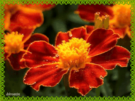 Открытки с бархатцами онлайн бесплатно. Открытки с бархатцами скачать.